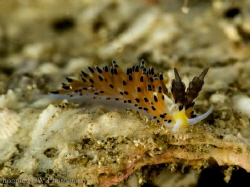 Nudibranch - Favorinus tsuruganus by Hon Ping Kong 
